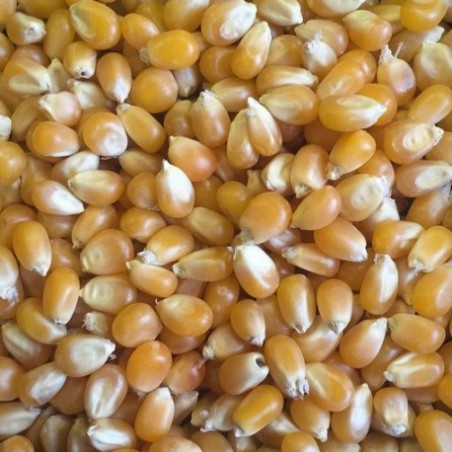 Maïs grain - sac 20kg