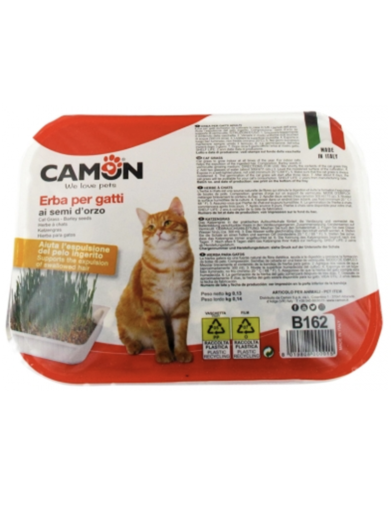 Herbe à Chat