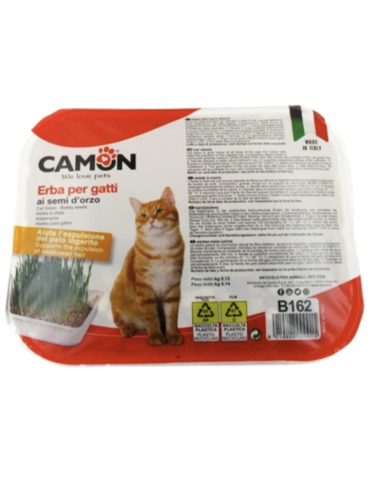 Herbe à Chat