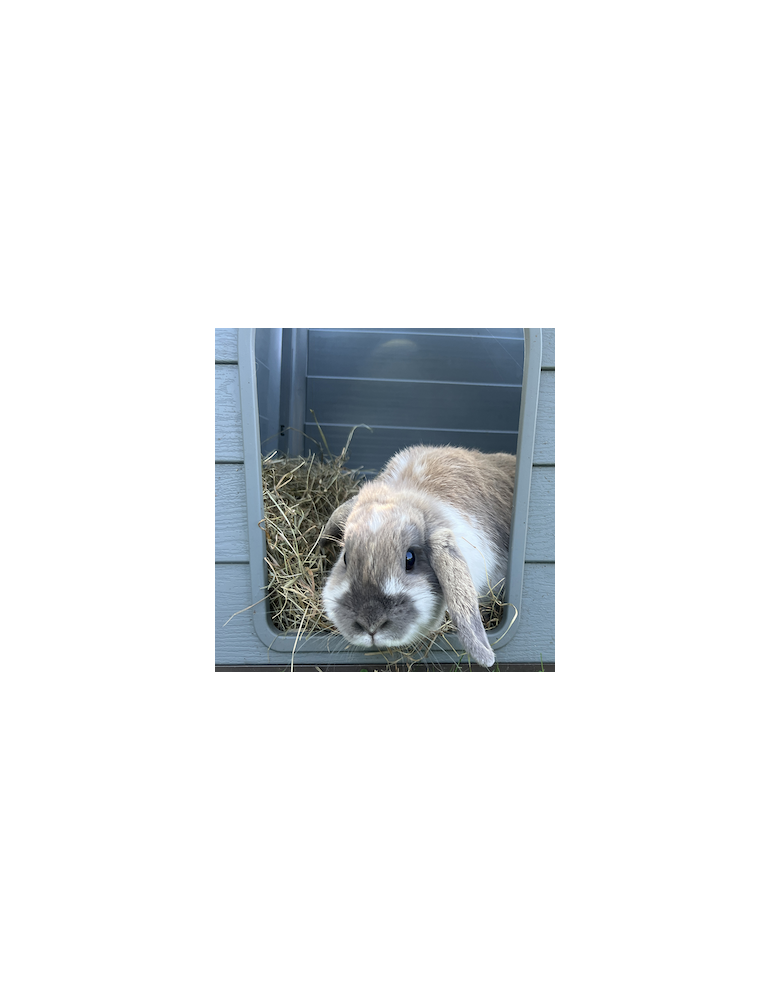 Foin pour Lapins & Rongeurs