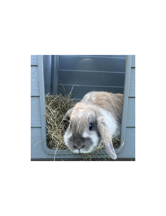 Foin pour Lapins & Rongeurs