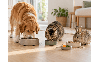 Bien nourrir son chien ou son chat : des besoins qui évoluent tout au long de la vie
